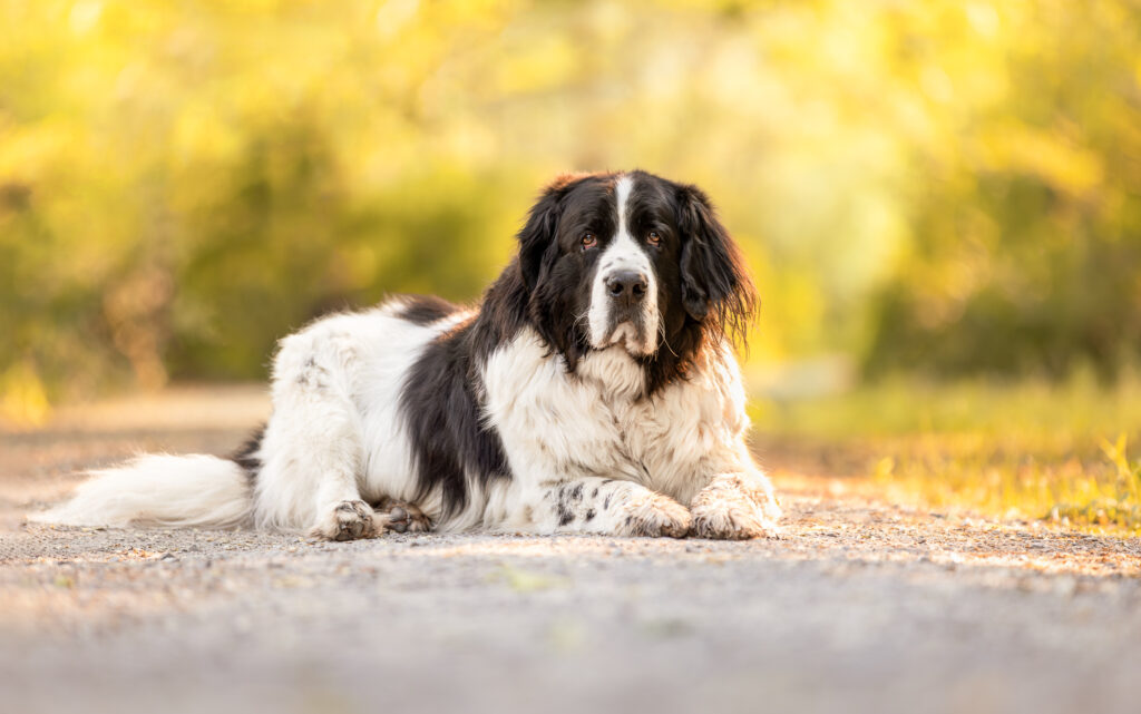 Portrait Of A Dog Photographed At Dufferin Islands In Niagara Falls